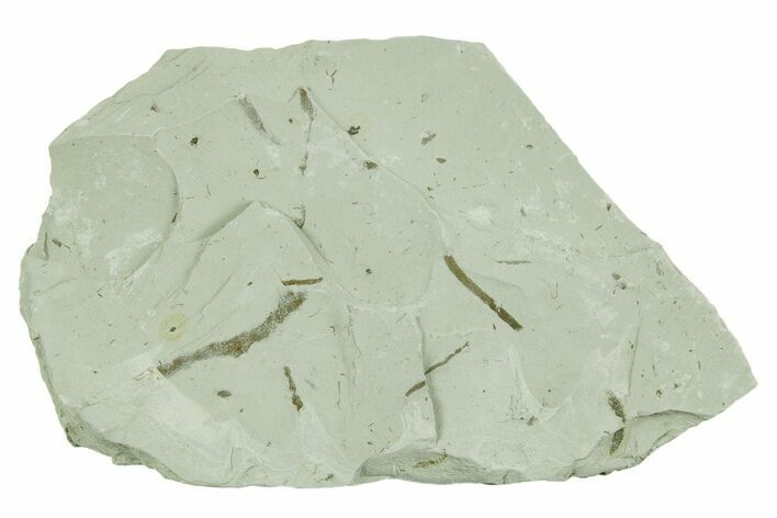 Plate of Silurian Fossil Algae (Kalania) Fossils - Estonia #369720